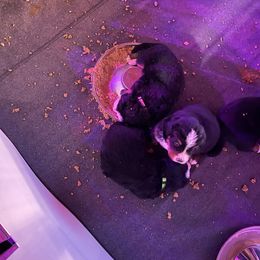 Bernese Mountain Dog Puppies from Hilltop K9