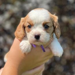 Girl 1 - Blenheim female Cavalier King Charles Spaniel puppy in Graysville, Tennessee from Country Goldens and Mountain Top Cavaliers