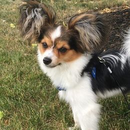 Papillons from Ms. Barbs Puppies