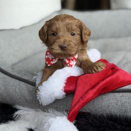 Stitch - Caramel male Australian Labradoodle puppy in Calhoun, Louisiana from Arrowhead Australian Labradoodles