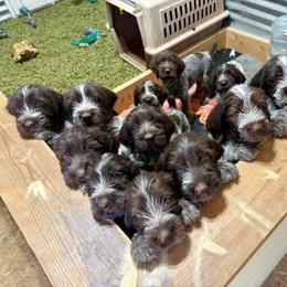 Wirehaired Pointing Griffon puppies from Rocking S Griffons