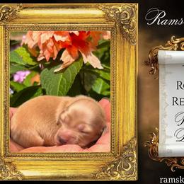 Princess Diana - Cream female Dachshund puppy in Splendora, Texas from Ram’s Kennels