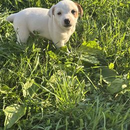 Jack Russell Terrier and Labrador Retriever Puppies from Rose Haven farm