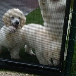 Poodle Puppies from Magnificent Standards