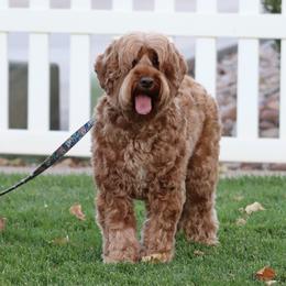 Maple - Australian Labradoodle