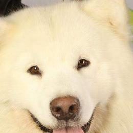 Alaskan Malamutes from Rockin' Maples Malamutes