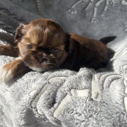 Clotho (AKC) - Chocolate and tan female Shih Tzu puppy in Las Vegas, Nevada from Vegas Shih Tzus