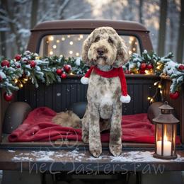 Labradoodle puppies from Mi Best Doodle Ever, LLC
