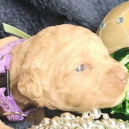 Pearl - Apricot female Labradoodle puppy in Fostoria, Michigan from North Country Kennel Club