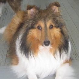 Shetland Sheepdogs from Jennette Chaney's Shetland Sheepdogs