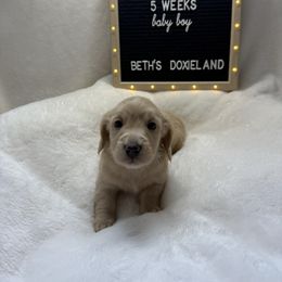 Tito - Cream male Dachshund puppy in Dickinson, Texas from Beth’s Doxieland