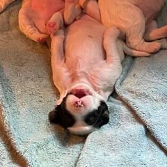 English Setter Puppies from English Setter Farms