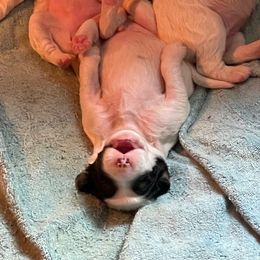 English Setter Puppies from English Setter Farms