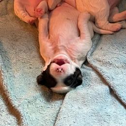 English Setter Puppies from English Setter Farms