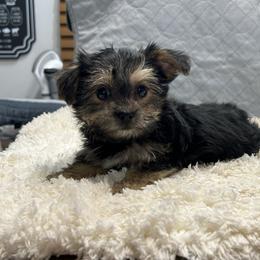 Jazzy - Black & tan tri-color female Morkie puppy in Oakland, Kentucky from Imperial Dogs