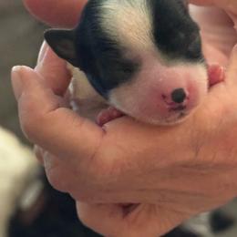 Girl 3 - Parti female Yorkshire Terrier puppy in Elizabeth, Indiana from Dwayne’s Yorkshire Terriers