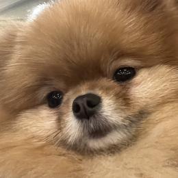 Pomeranians from Perfect Poms