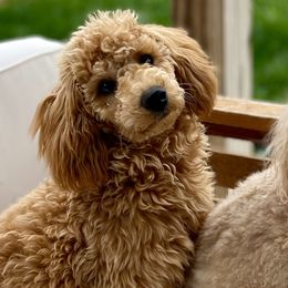 Poodles from Lulu’s Lovely Toy Poodles