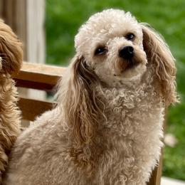 Poodles from Lulu’s Lovely Toy Poodles
