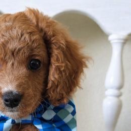 Cavapoos from Jet Cavapoos