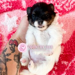 Zoey - Black and tan parti female Pomeranian puppy in Idaho Falls, Idaho from Country Life Pomeranians