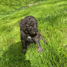 Red - Collar - Merle female Goldendoodle puppy in Fairmont, West Virginia from Mountainside Doodles, LLC