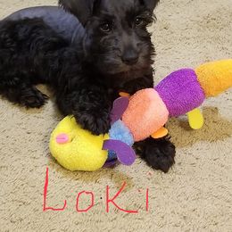 Miniature Schnauzer Puppies from Circle R Ranch