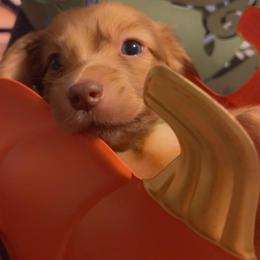 Boy 2 red - Red male Dachshund puppy in Pueblo, Colorado from Nikas Baby Beanz LH Dachshunds