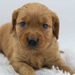 Golden Retriever Puppies from Stormy Hill Golden Retrievers