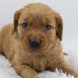 Golden Retriever Puppies from Stormy Hill Golden Retrievers
