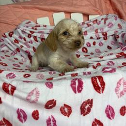 Marie - Piebald female Dachshund puppy in Lake City, Florida from My Ditzy Doxies of Florida