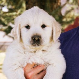 Dooku - Light golden male Golden Retriever puppy in Mason, Michigan from Sweet Breeze Acres