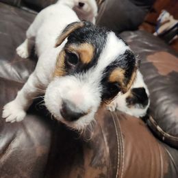 Jack Russell Terrier Puppies from Ethical Jacks