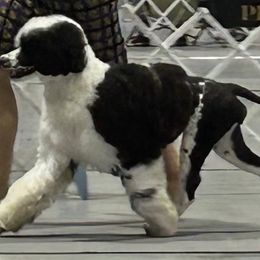 Portuguese Water Dog puppies from Aguas De Seda PWD