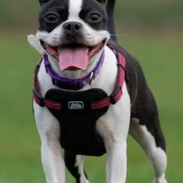 Boston Terriers from Love on Four Paws