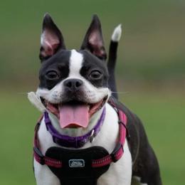 Boston Terriers from Love on Four Paws