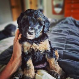 Bernedoodle Puppies from Whispering Aspen Homestead