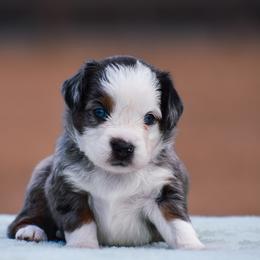 Lace - Blue merle female Miniature American Shepherd puppy in Chocowinity, North Carolina from Foxtail Hollow