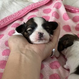 Papillon Puppies from Seven Pillars Papillon