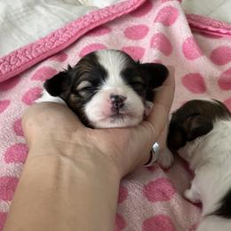 Papillon Puppies from Seven Pillars Papillon
