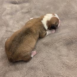 Boy 2 - Sable male Pembroke Welsh Corgi puppy in Bell, Florida from Little Bit Corgis