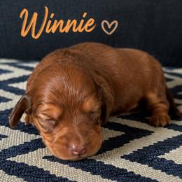 Winnie - Red female Dachshund puppy in Mt. Sterling, Kentucky from Decadent Doxies of KY
