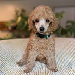 Boy 4 - Apricot male Poodle puppy in Monetta, South Carolina from Moonrise Poodles