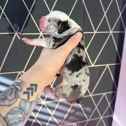 Fluffanutter - male Alapaha Blue Blood Bulldog puppy in Hudson, New Hampshire from WICKED Alapaha Kennel