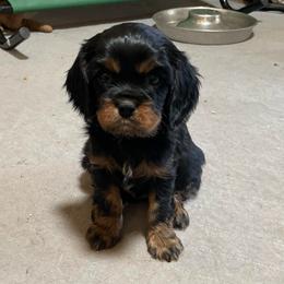 Jack - Black and tan male Cavalier King Charles Spaniel puppy in Phoenix, Arizona from Larisa's Cavaliers