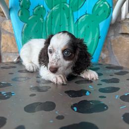 Marble - Piebald female Dachshund puppy in Hawley, Texas from Foxy’s Dachshunds & Toy Aussies