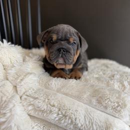 Girl - Blue tri-color female Bulldog puppy in Bonney Lake, Washington from Sitka spruce bulldogs