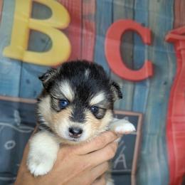 Neutron-2200 - Black and white male Pomsky puppy in Spring Hill, Florida from www.PuppyTimeEmporium.com