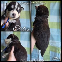 Stiles - Black and white male Siberian Husky puppy in Bloomfield, Indiana from Paiges lil huskies