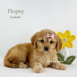 Flopsy - Red female Cavapoo puppy in Republic, Missouri from Red Skye Puppies